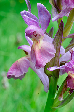 dactylorhiza sambucina