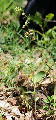 epipactis persica