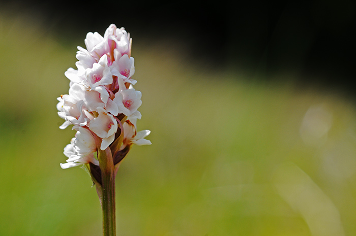 gymnodenia frivaldii 2