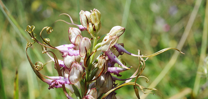 himantoglossum caprinum