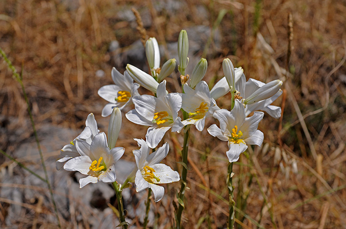 lilium candicum