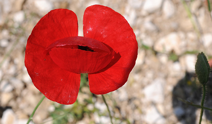 mohn