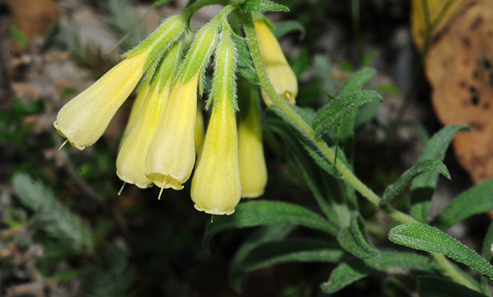 onosma heterophyllum