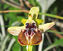 Ophrys mammosa
