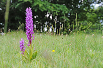 Orchis mascula var. pinetorum