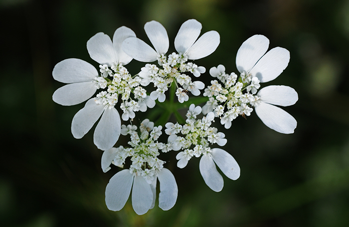 orlaya grandiflora