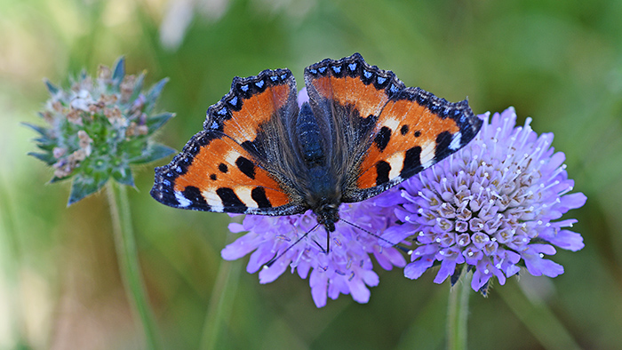 aglais urticae