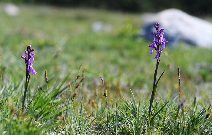 anacamptis palustris