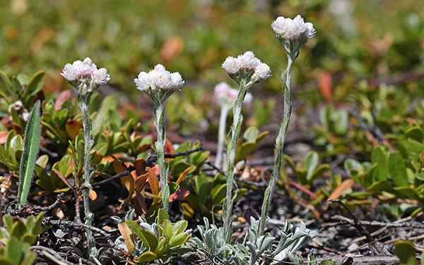 antennaria