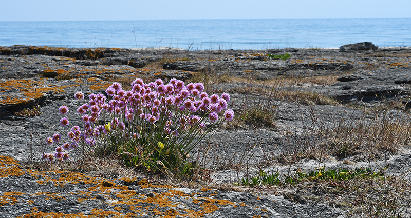 armeria maritima