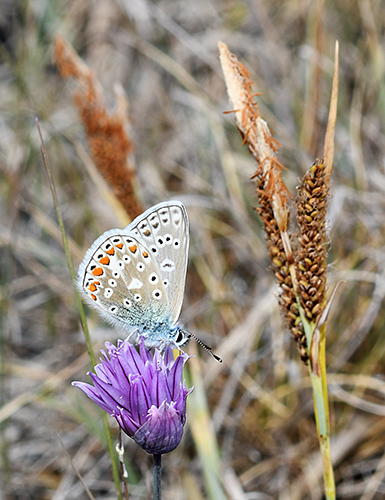 blauhechelblaeuling