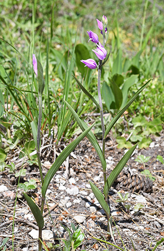 cephalanthera rubra