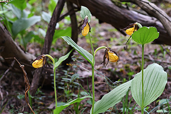 cypripedium