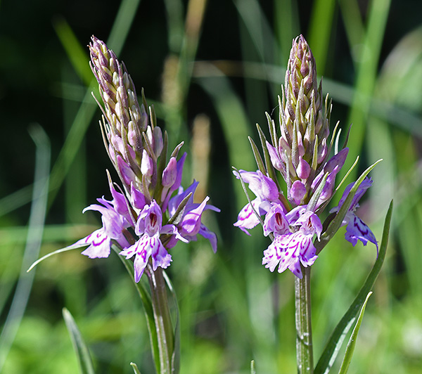 dactylorhiza fuchsii