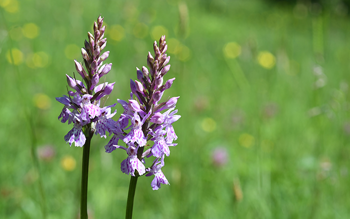 dactylorhiza fuchsii 2