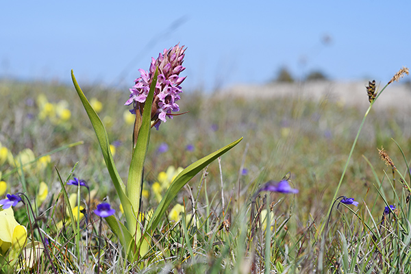 dactylorhiza incarnata 1