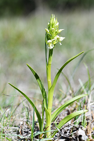 dactylorhiza incarnata 2