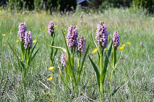 dactylorhiza incarnata 3