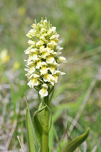 dactylorhiza incarnata 6