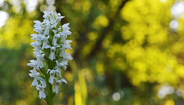 dactylorhiza incarnata albiflora