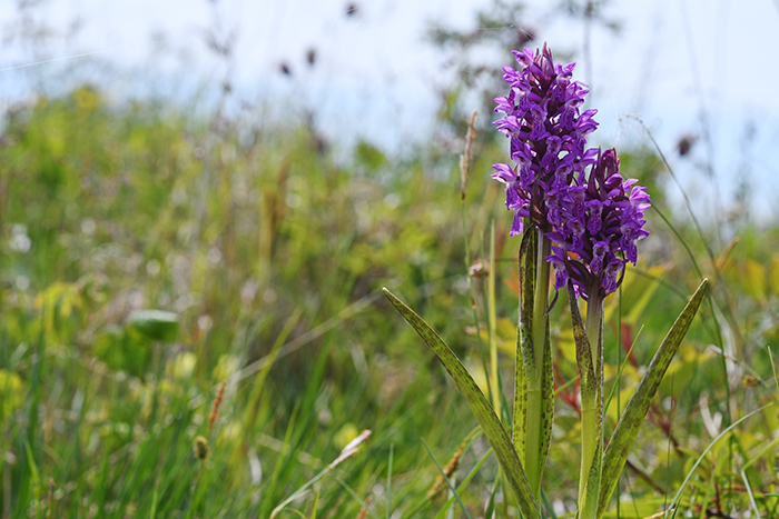 dactylorhiza incarnata cruenta