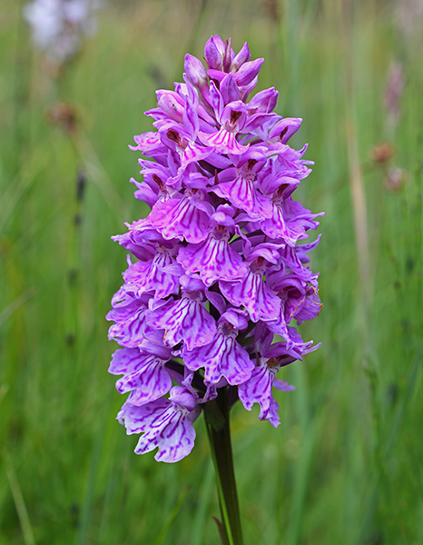 dactylorhiza maculata