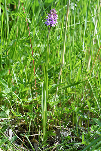 dactylorhiza majalis elatior 1