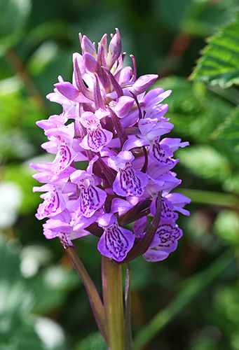 dactylorhiza majalis elatior 2