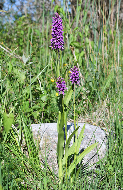 dactylorhiza majalis elatior 3