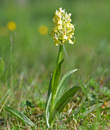 dactylorhiza sambucina