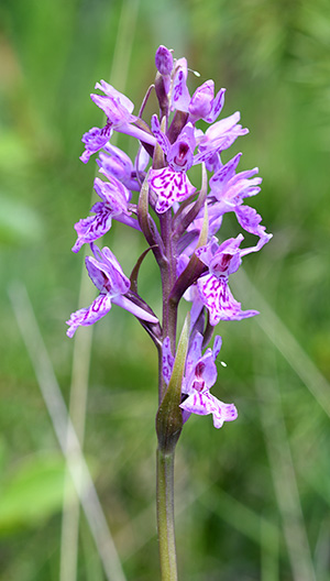 dactylorhiza traunsteineri