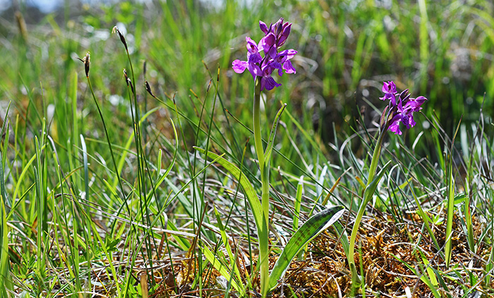 dactylorhiza traunsteineri 2