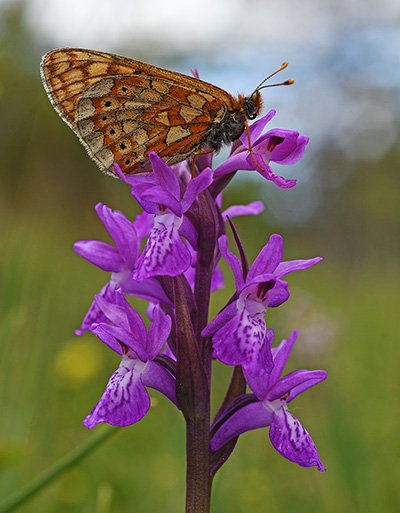 dactylorhiza traunsteineri 3