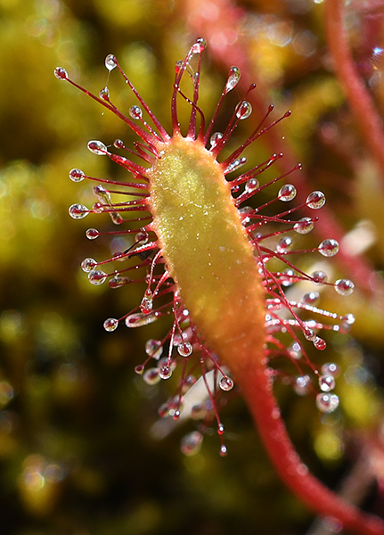 drosera anglica