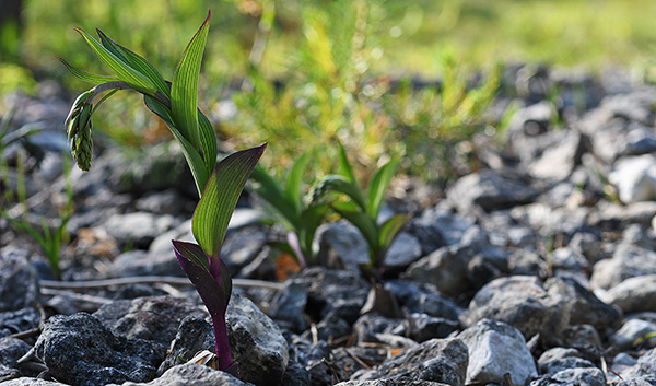 epipactis atrorubens