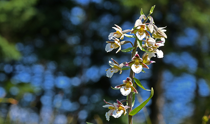 epipactis palustris