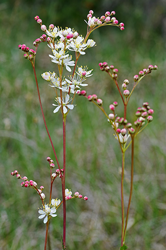 filipendula