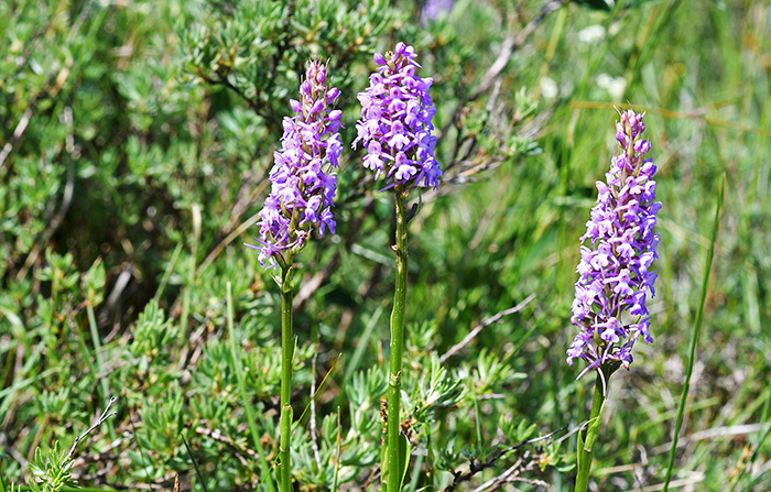 gymnadenia conopsea 2