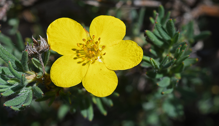 helianthemum oelandicum