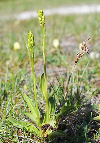 herminium monorchis