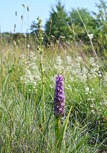 incarnata insectifera