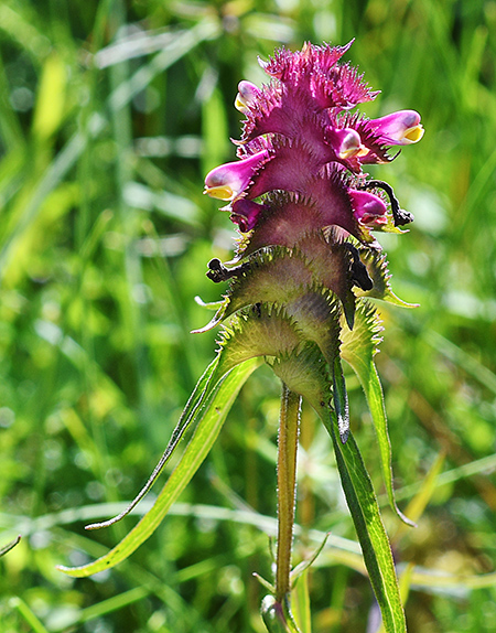 melampyrum cristatum