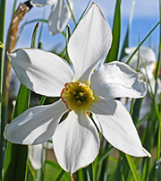 narcissus poeticus