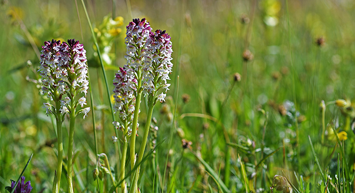 neotinea ustulata