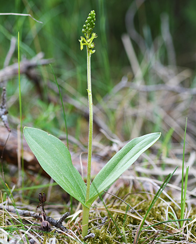 neottia ovata