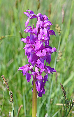 Orchis mascula