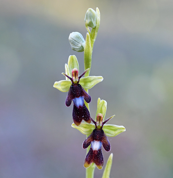 ophrys insectifera