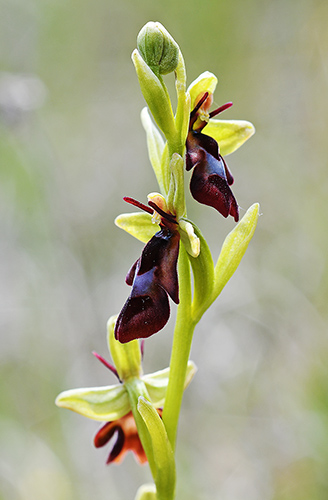 ophrys insectifera 3