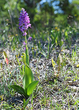 orchis militaris