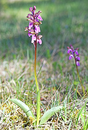 orchis spitzelii 1